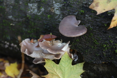 Pleurotus ostreatus