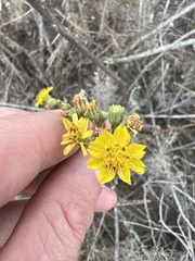 Deinandra paniculata