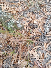 Chasmanthium sessiliflorum