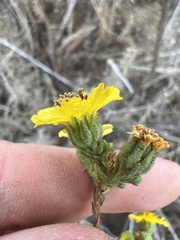 Deinandra paniculata