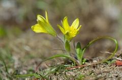Gagea bohemica