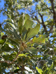 Quercus tuberculata
