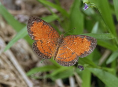Mazia amazonica