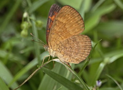 Mazia amazonica