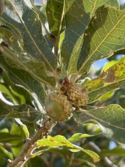 Quercus tuberculata