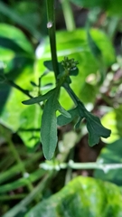 Barbarea
