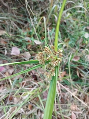 Cyperus virens