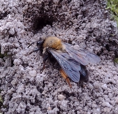 Andrena clarkella