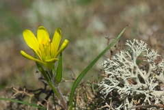 Gagea bohemica