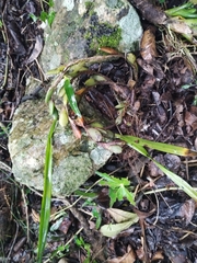 Maxillaria