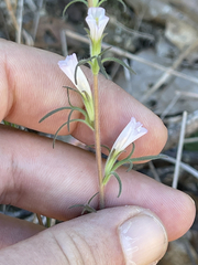 Castilleja beldingii