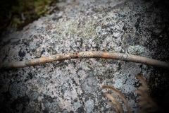 Aurantioporthe corni