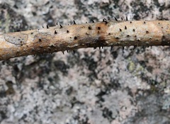 Aurantioporthe corni