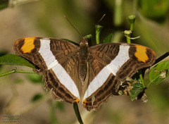 Adelpha fessonia