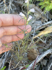 Castilleja beldingii