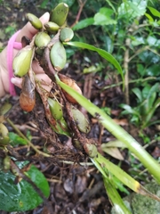 Maxillaria