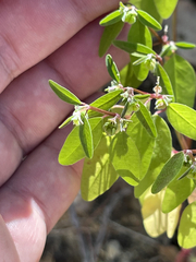 Euphorbia humayensis