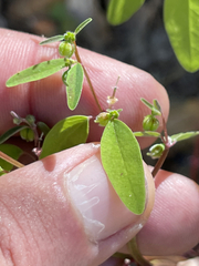 Euphorbia humayensis