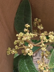 Buddleja cordata