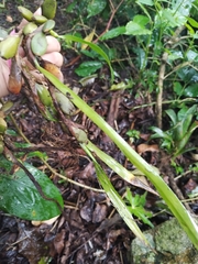 Maxillaria