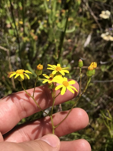 Image of Senecio ilicifolius by (c) Ren Hoekstra, some rights reserved (CC BY)
