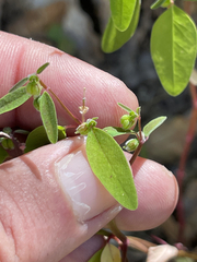 Euphorbia humayensis