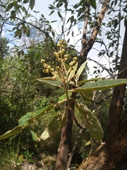Buddleja cordata