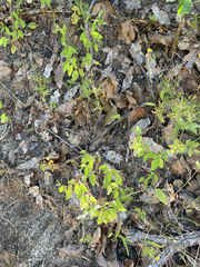 Euphorbia humayensis