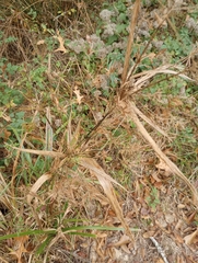 Rhynchospora macrostachya