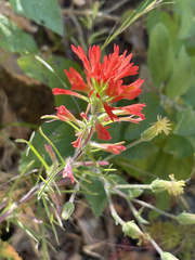 Castilleja bryantii