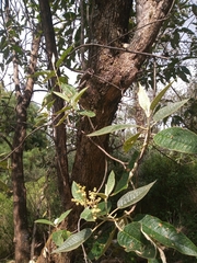 Buddleja cordata