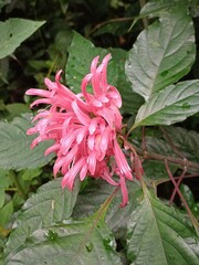 Justicia carnea