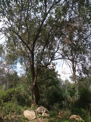 Buddleja cordata