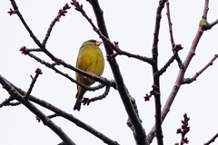 Chloris chloris