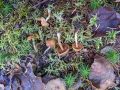 Cortinarius neofallax
