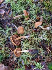 Cortinarius neofallax
