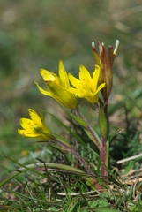 Gagea bohemica