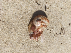 Haliotis coccoradiata