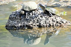 Kinosternon hirtipes