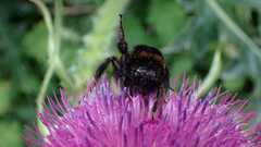Bombus