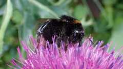 Bombus