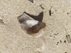 Haliotis coccoradiata