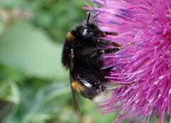 Bombus