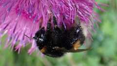 Bombus