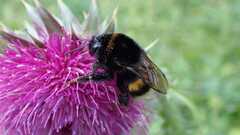 Bombus