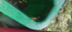 Gonocerus insidiator