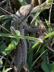 Podarcis siculus campestris