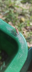 Gonocerus insidiator