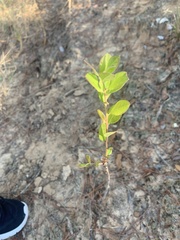 Lespedeza hirta