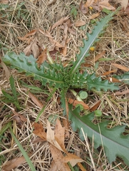 Cirsium horridulum